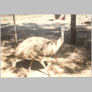 1988-08 - Australia Tour 105 - Emu at Lone Pines.jpg